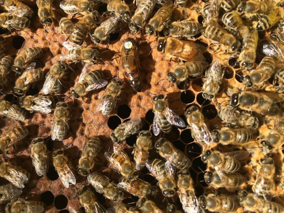 Agriturismo Il Sorbino - Appartamento Da Cocca Pian d'Alma 외부 사진