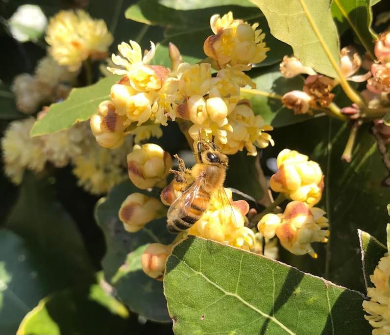 Agriturismo Il Sorbino - Appartamento Da Cocca Pian d'Alma 외부 사진