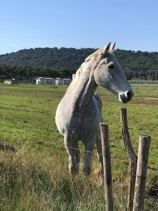 Agriturismo Il Sorbino - Appartamento Da Cocca Pian d'Alma 외부 사진