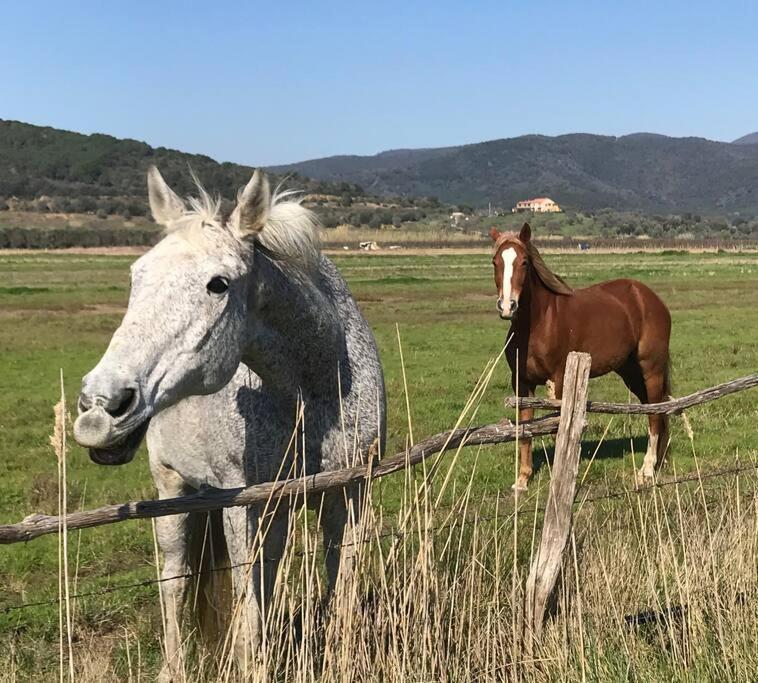 Agriturismo Il Sorbino - Appartamento Da Cocca Pian d'Alma 외부 사진